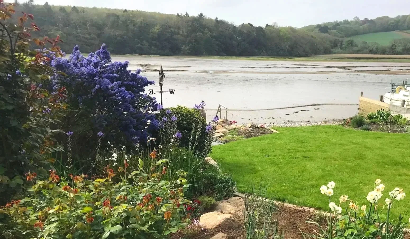 ceanothus in flower in an estuary garden