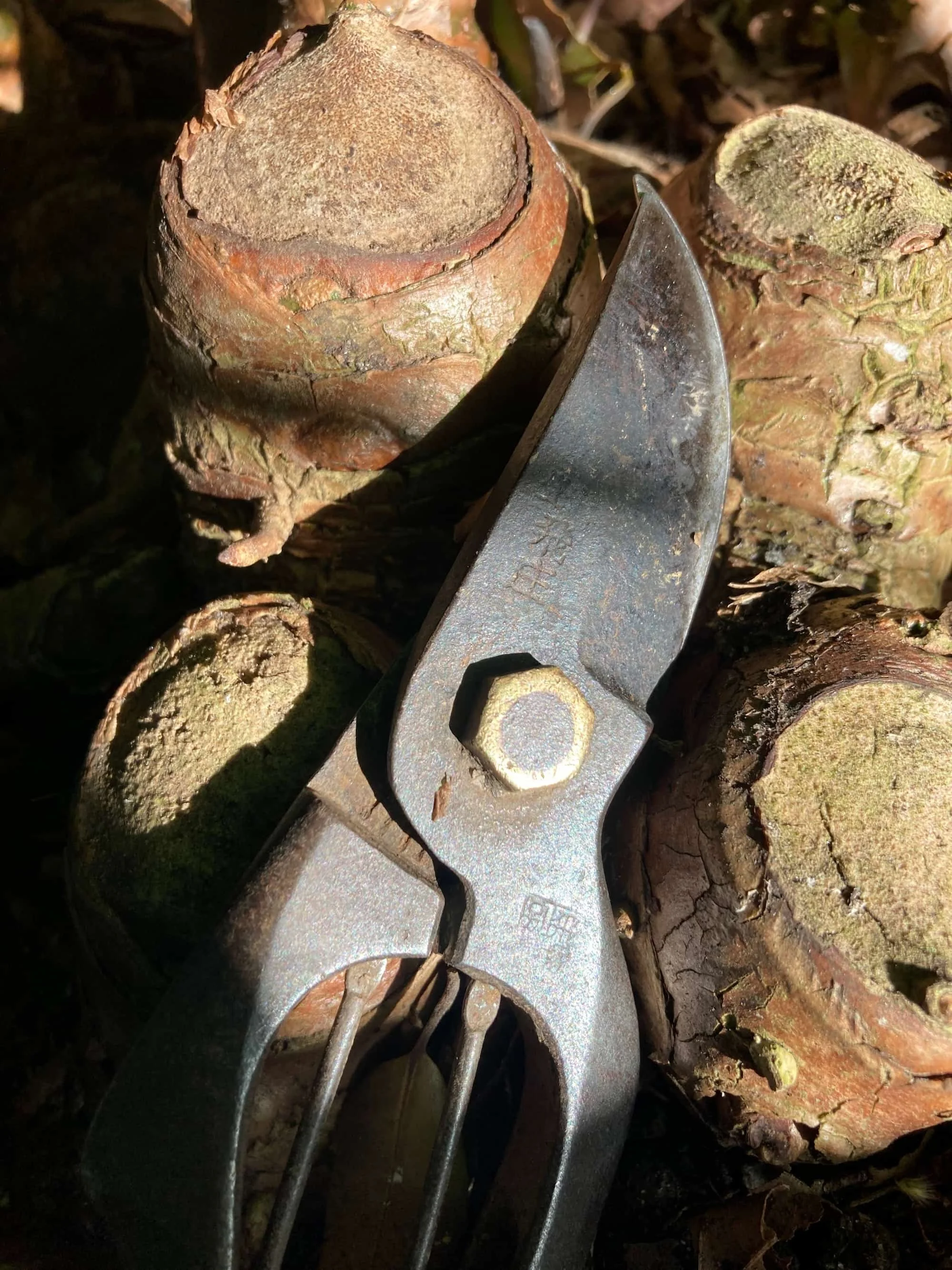 Professional gardener's used Japanese secateurs in dappled sunlight resting on ginger root system