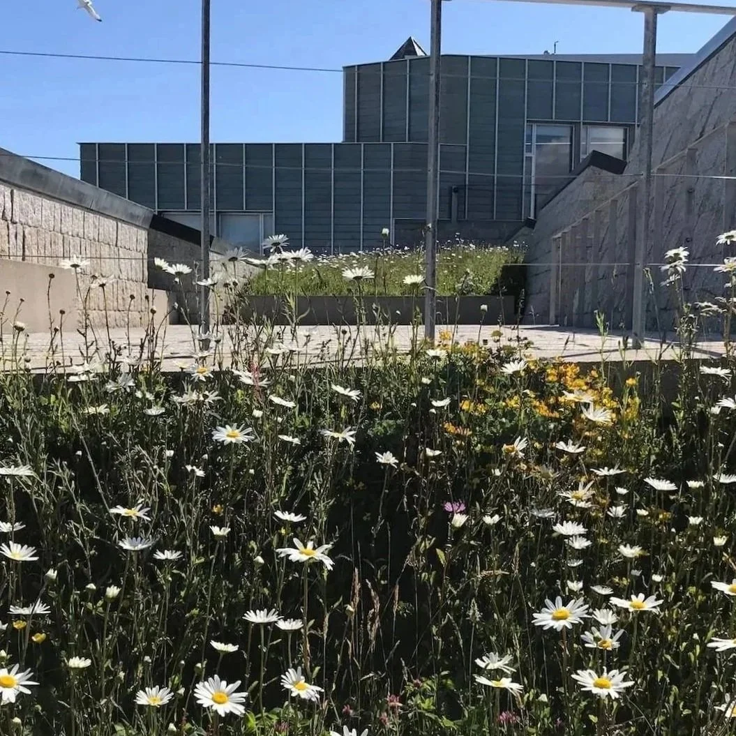 Tate St Ives roof garden with the building in the background, looking very grand and majestic