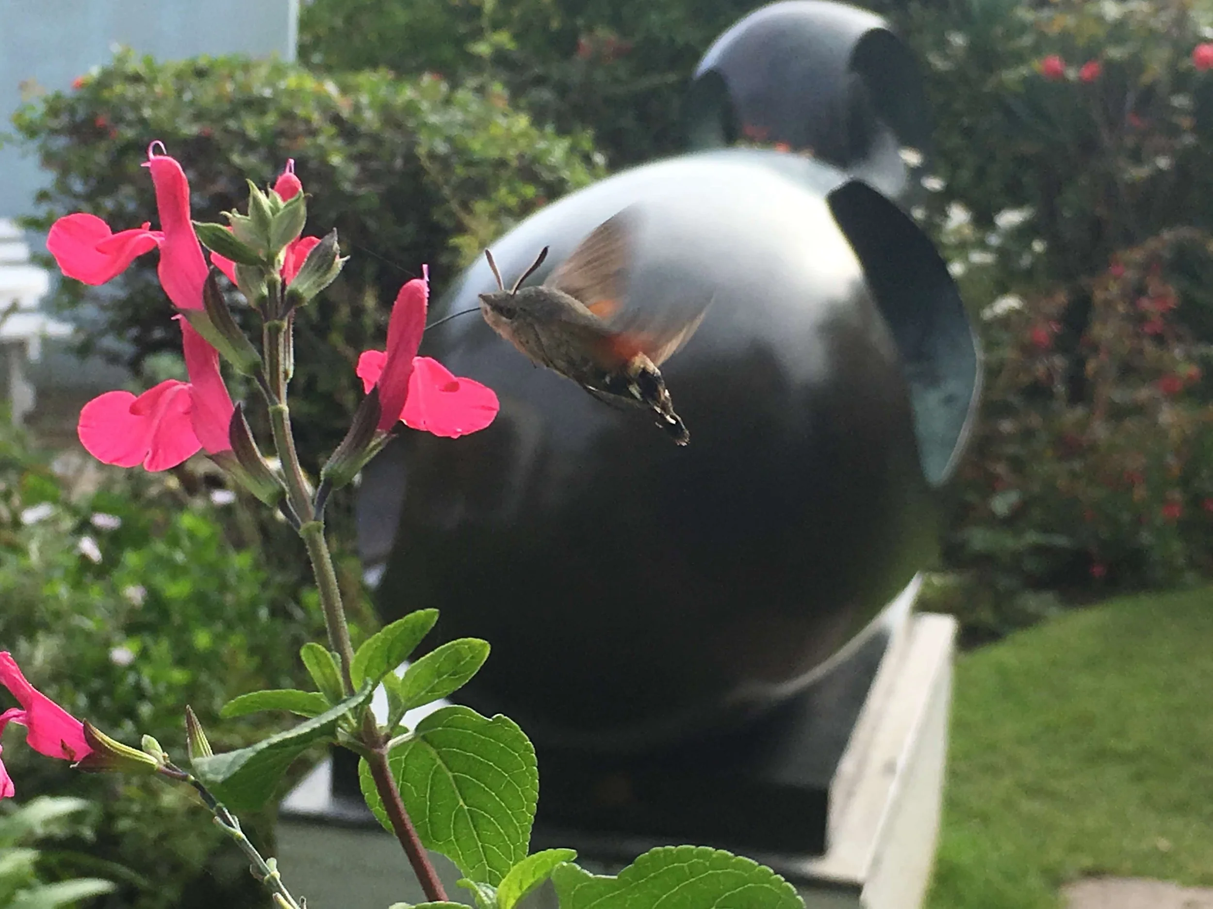 A hummingbird moth feeding from a Mexican sage with its probiscus