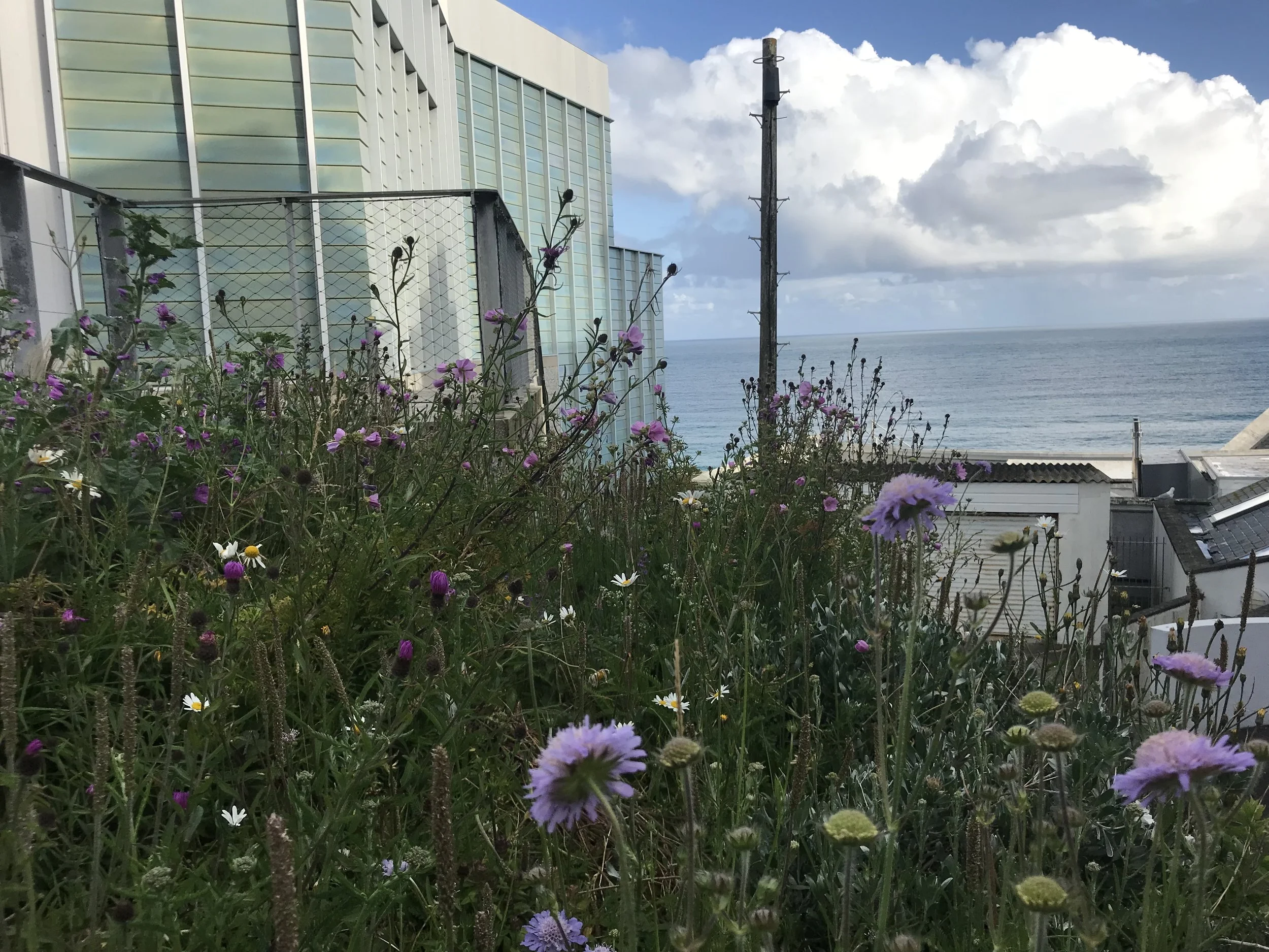 A naturalistic native coastal meadow planting at Tate St Ives by Juniper Gardens
