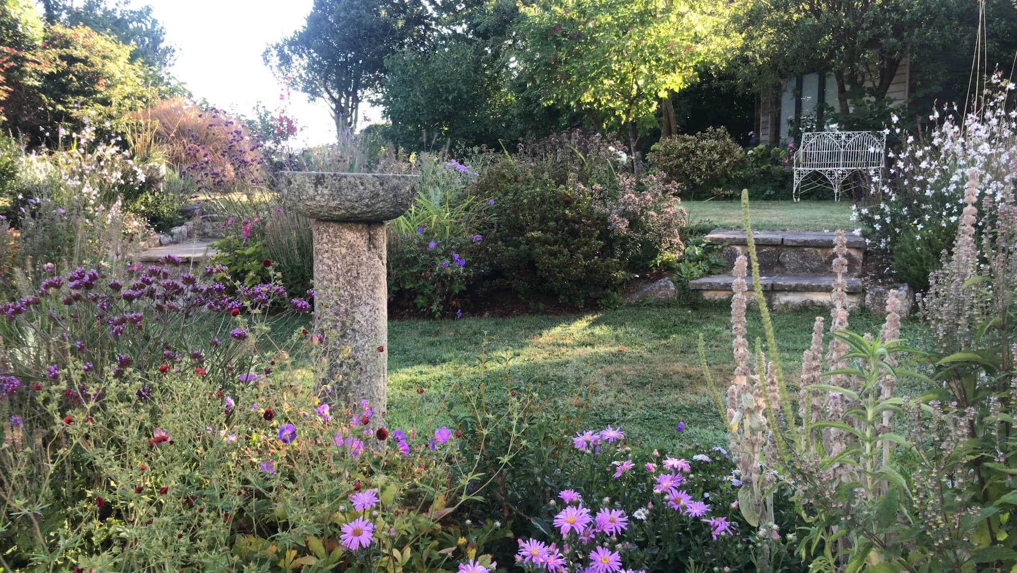 Asters, Verbenas and Lambs ear in perennial garden