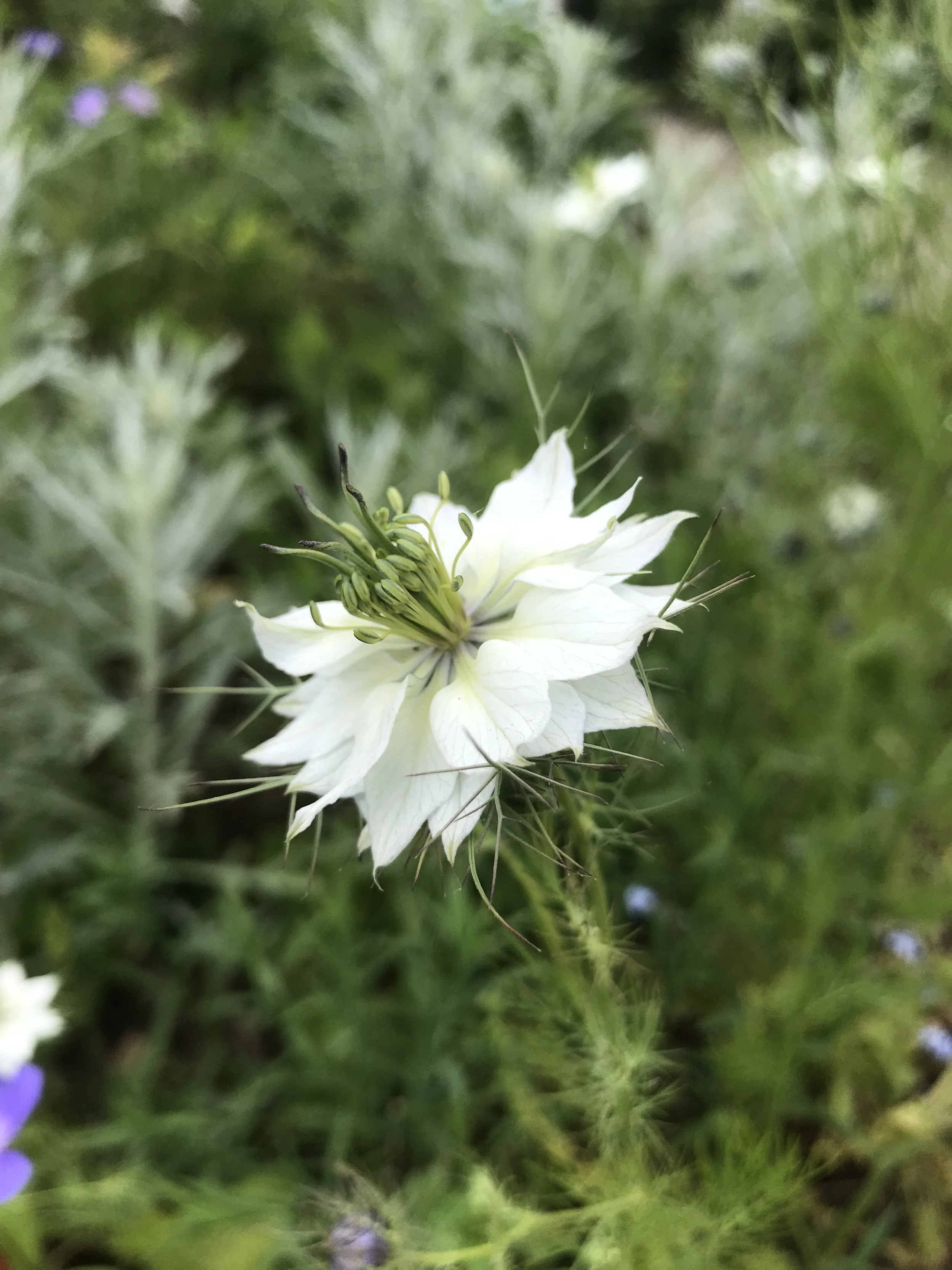 Professional garden maintenance service in Cornwall highlighting detailed garden care