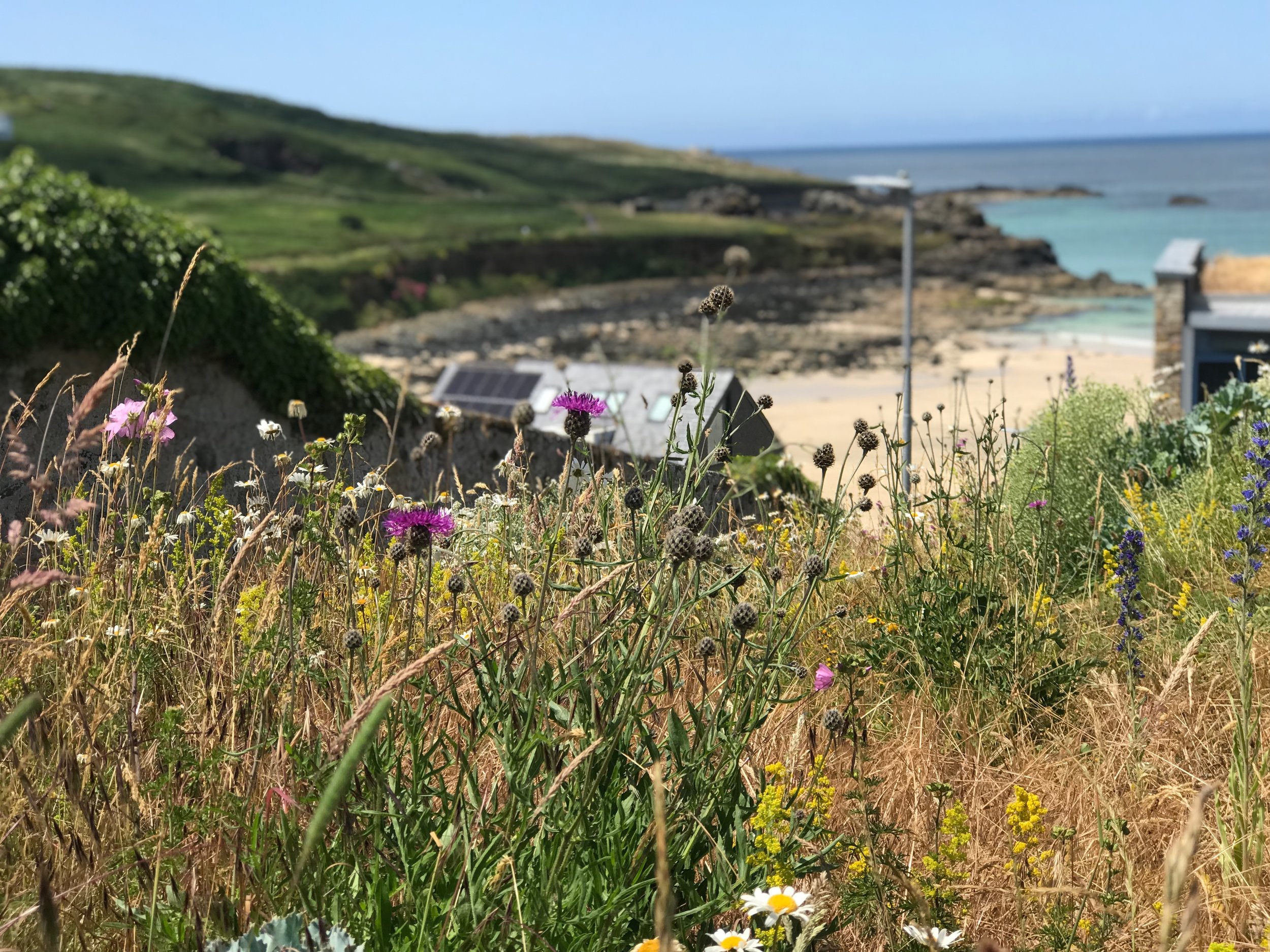 Cornish coastal native wildflower meadow exposed to the Atlantic salt laden winds showcasing expert coastal green space management
