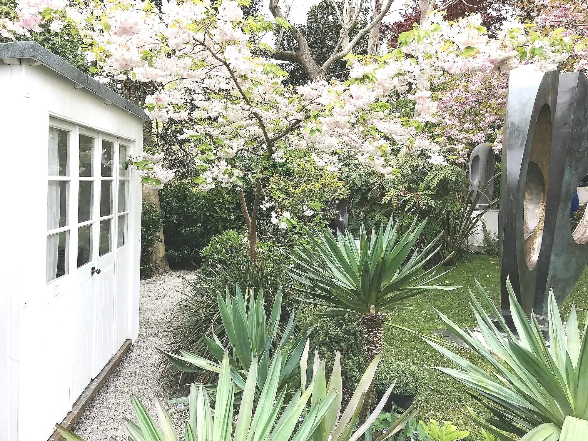 Yucca and white cherry in Hepworth's garden Cornwall