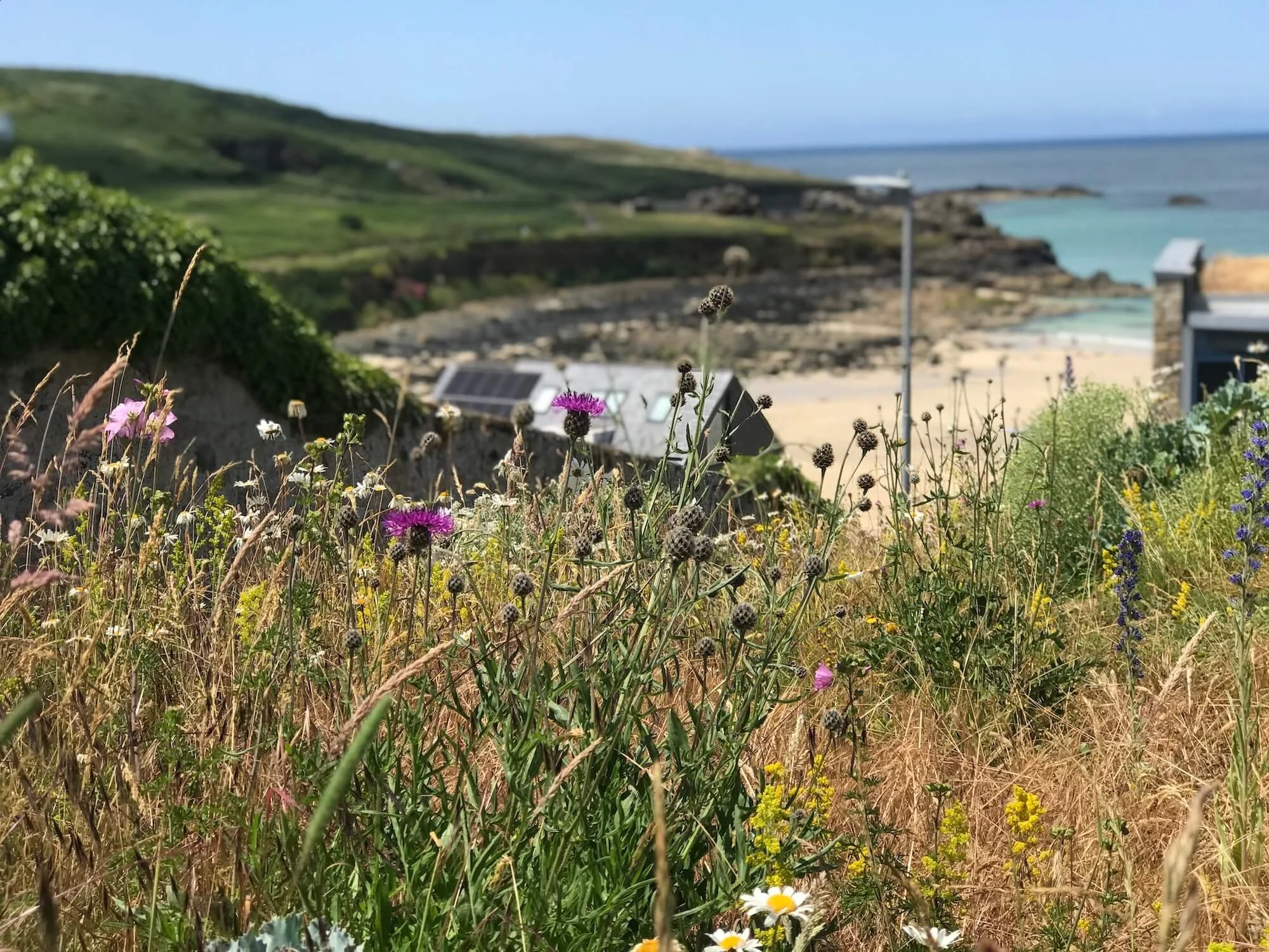 A coastal wildflower garden on the north coast of Cornwall using native species