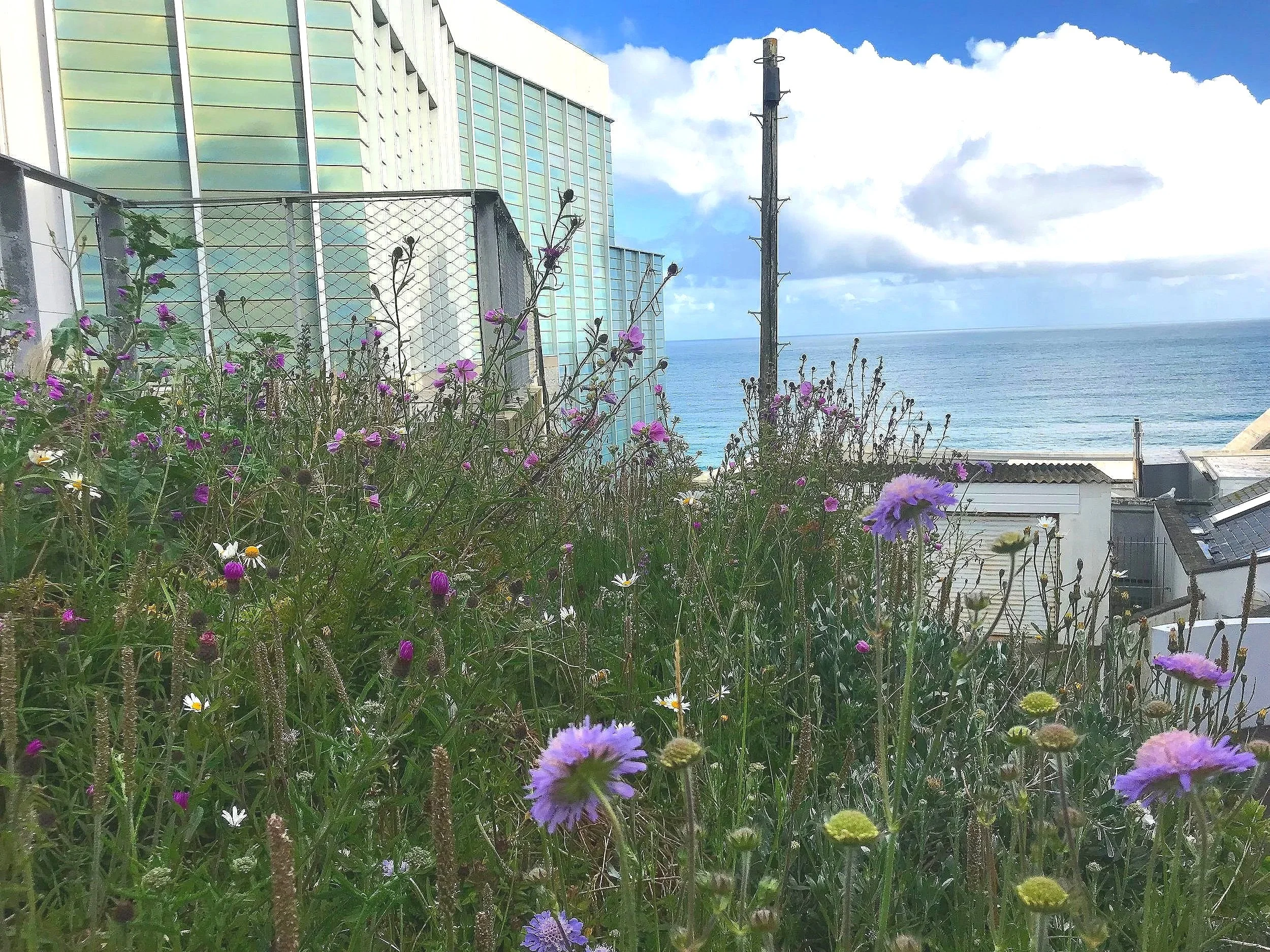 Tate St Ives coastal naturalistic green space by Juniper Gardens