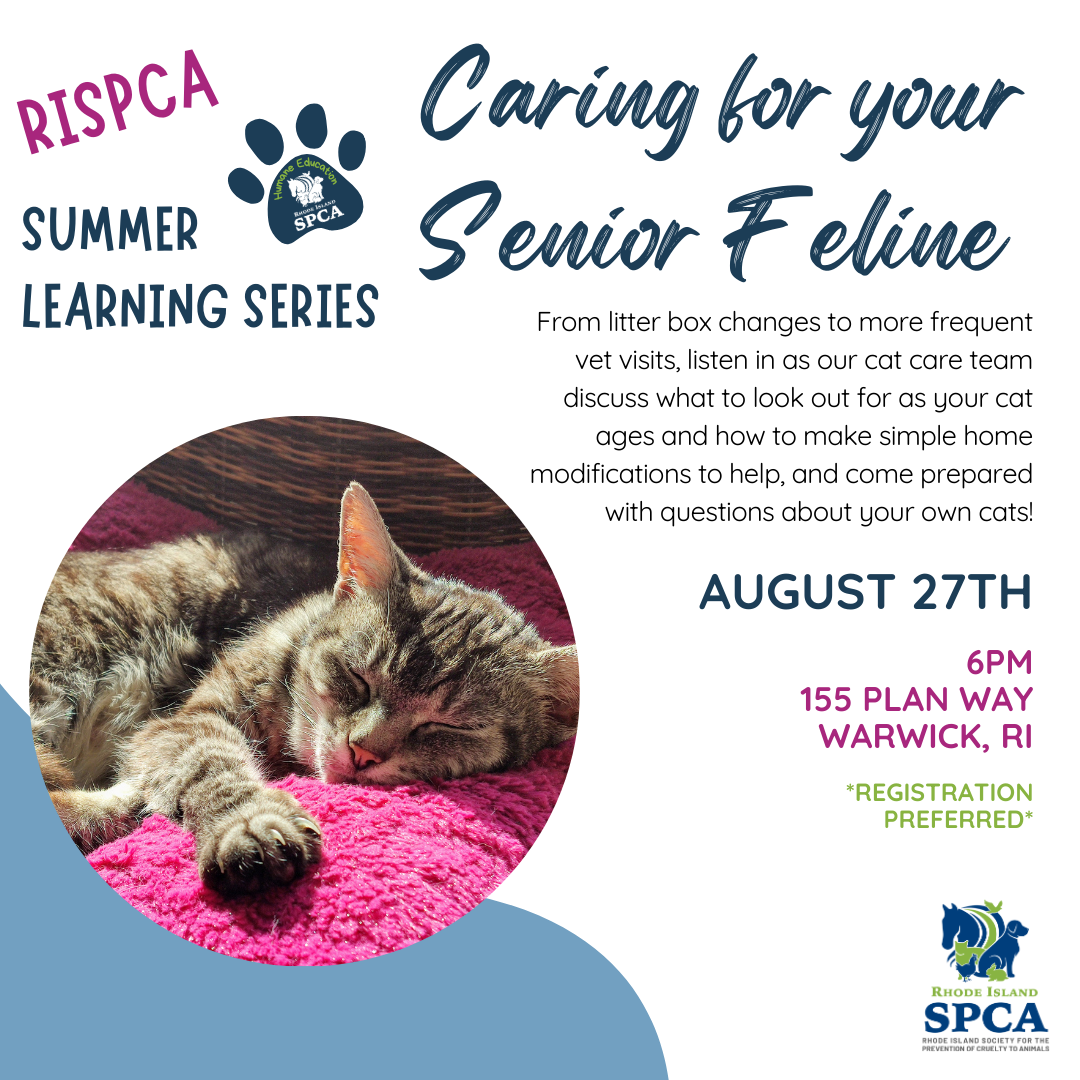 RISPCA Summer Learning Series: Senior Cats