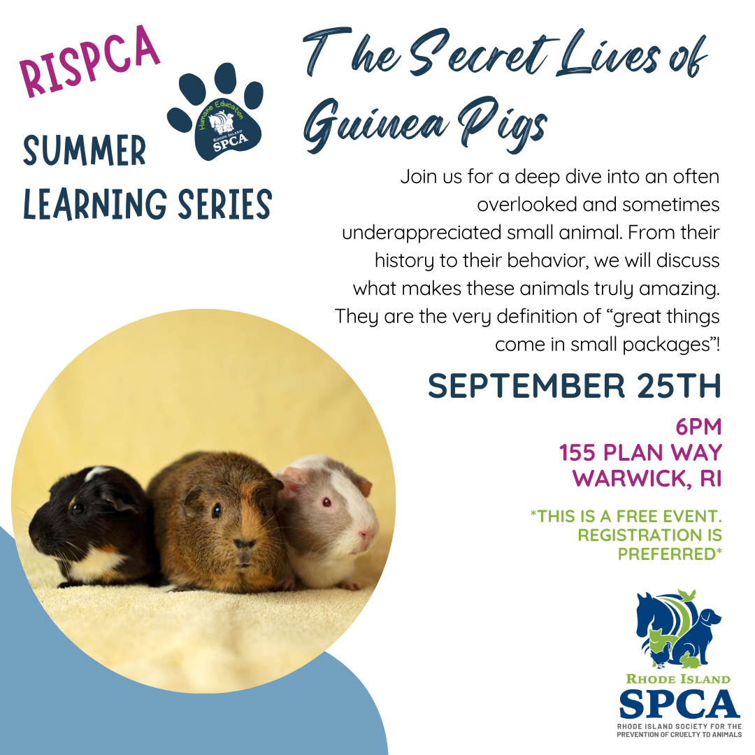 RISPCA Learning Series: The Secret Life of Guinea Pigs