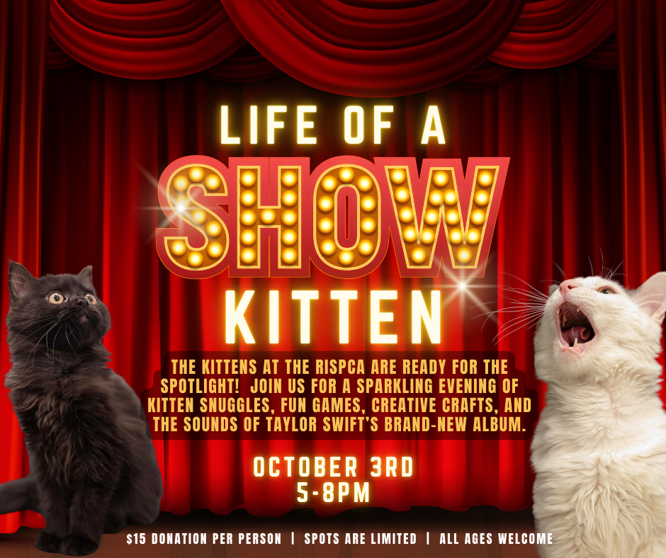 Life of a Show Kitten