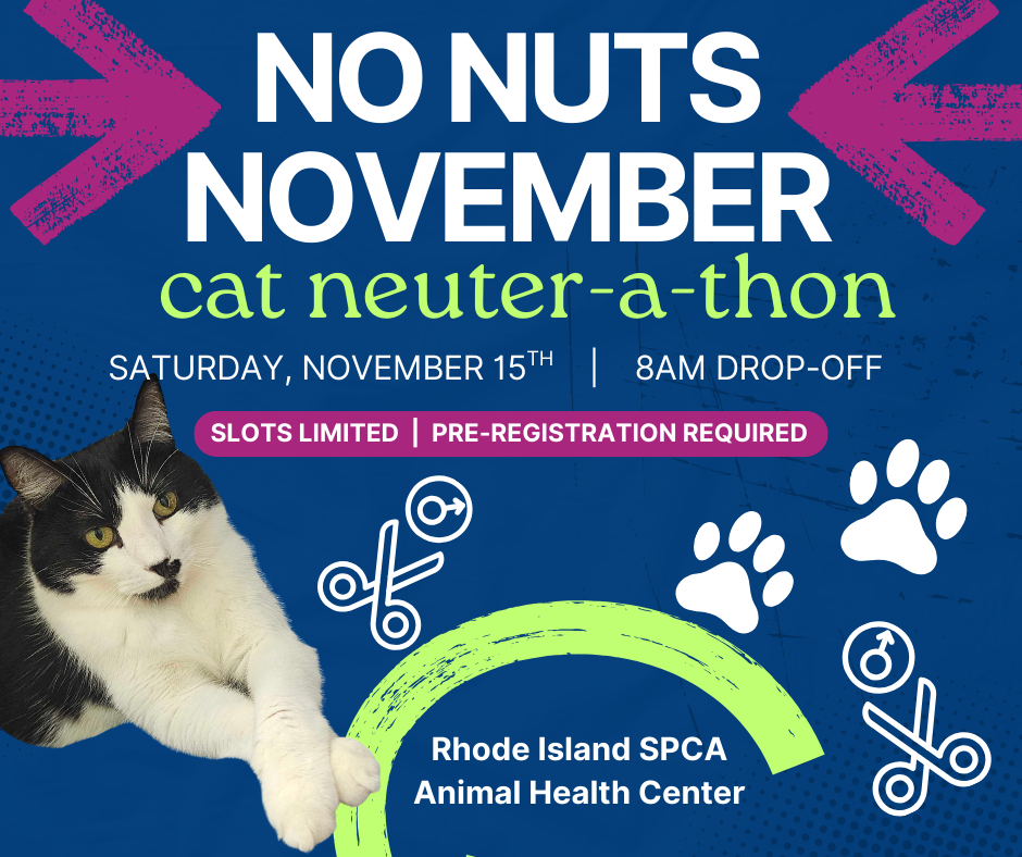 No Nuts November ~ cat neuter-a-thon
