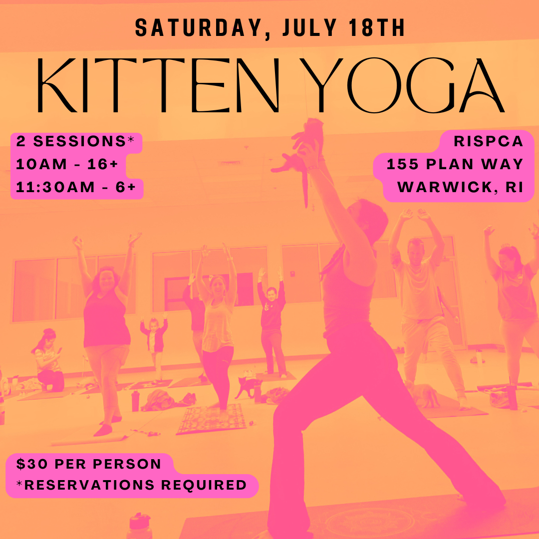 Summertime Kitten Yoga
