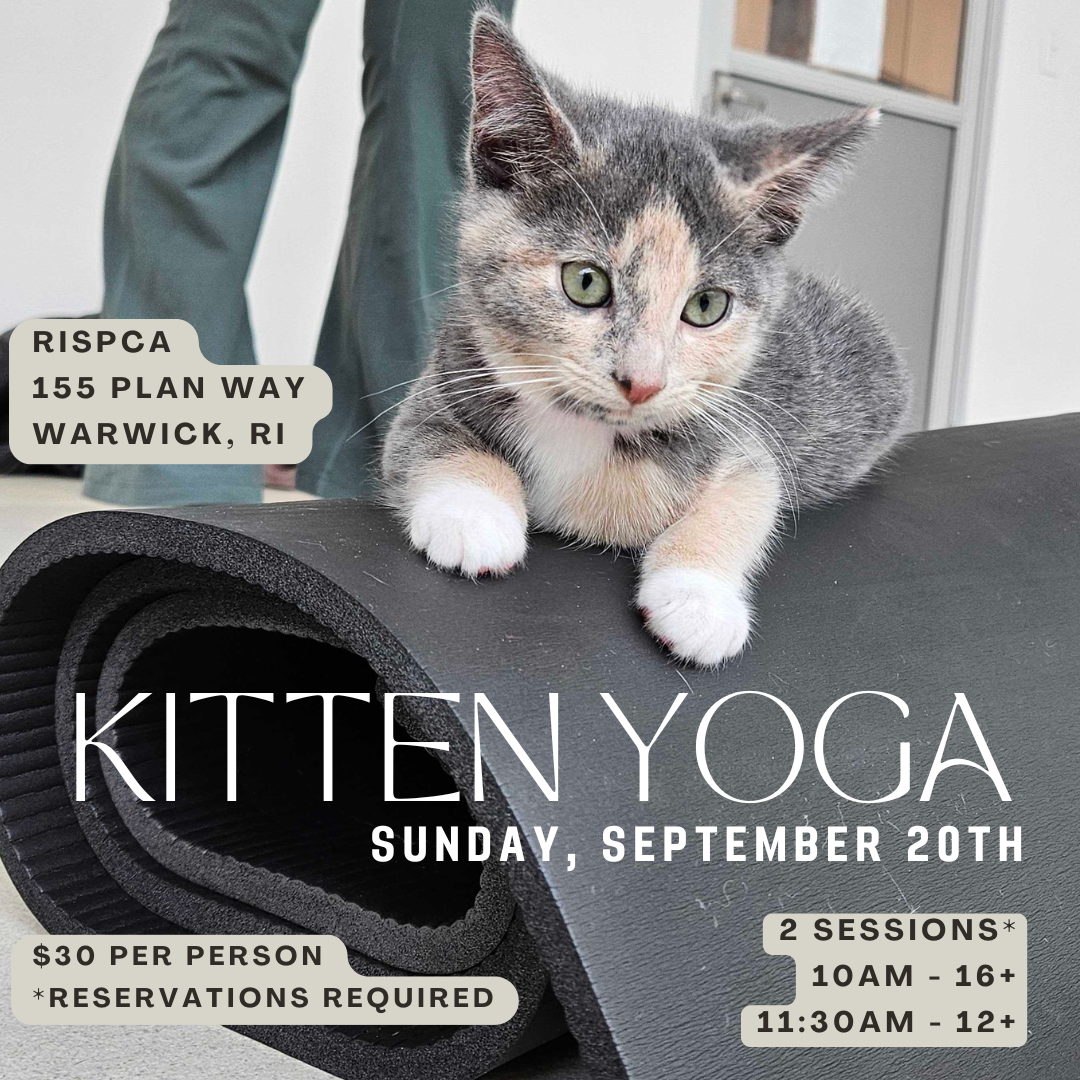 Kitten Yoga
