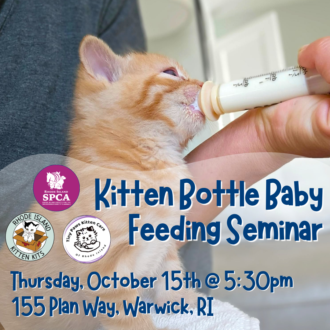Kitten Bottle Baby Feeding Seminar 