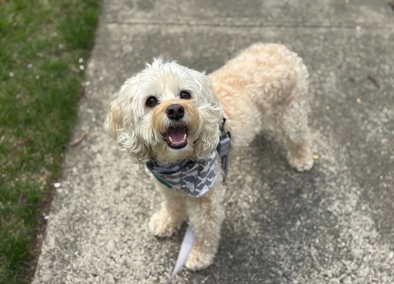 Bailey