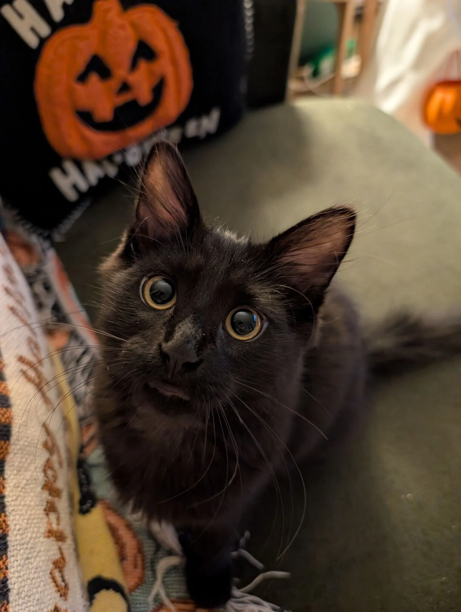 Licorice