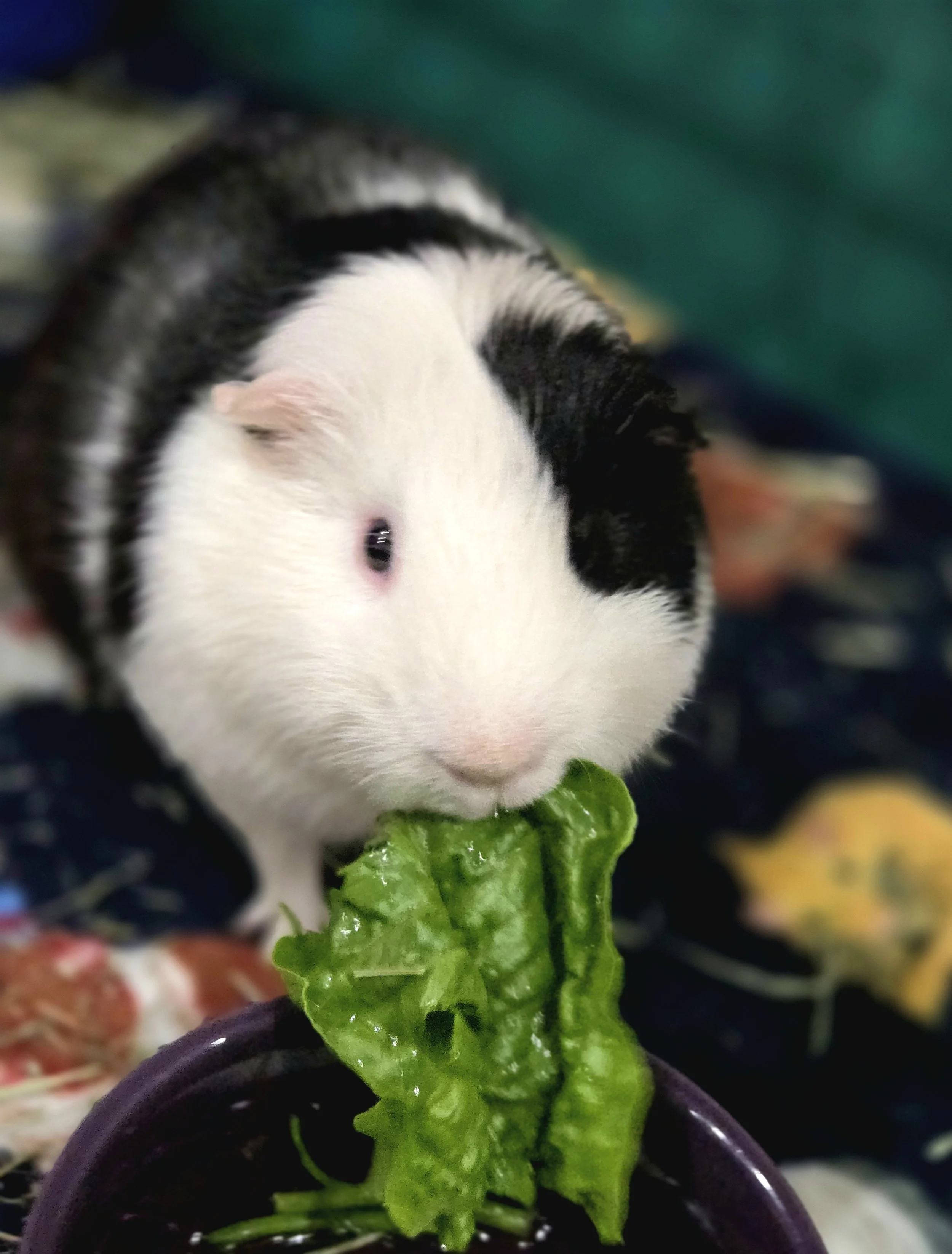 Han