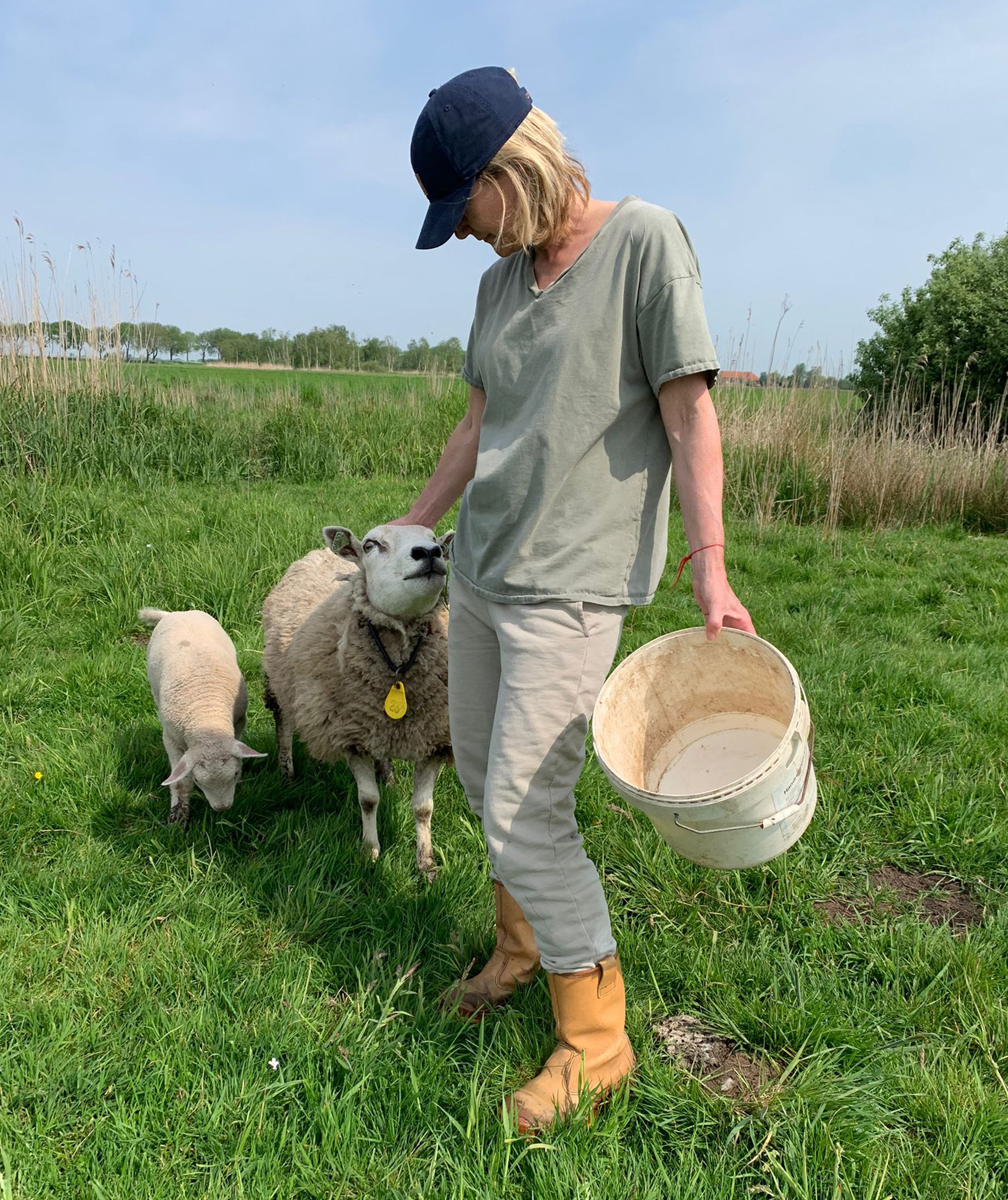 Schapenboerin petra aait een schaap wiens wol door Lopen Zonder Blaren gebruikt wordt tijdens wandeltochten