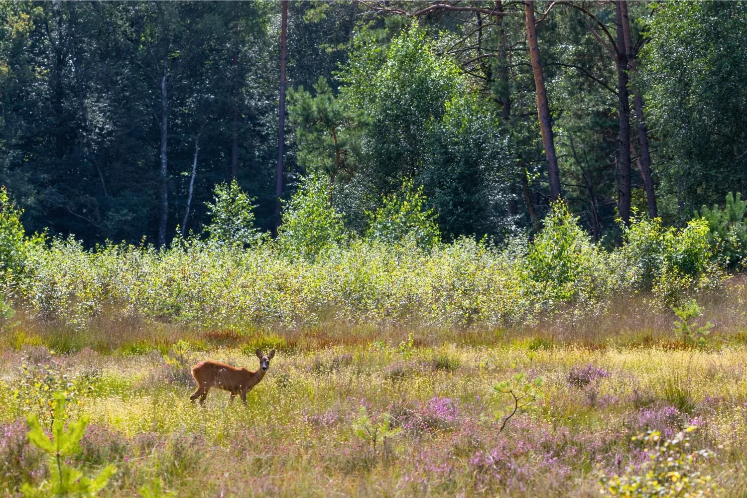 Veluwe wandeling hert in landschap