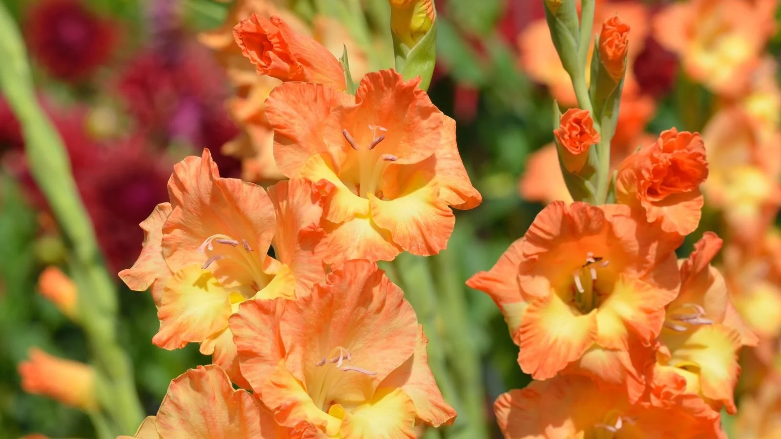 Vierdaagse programma 2026 dag 4 via gladiola