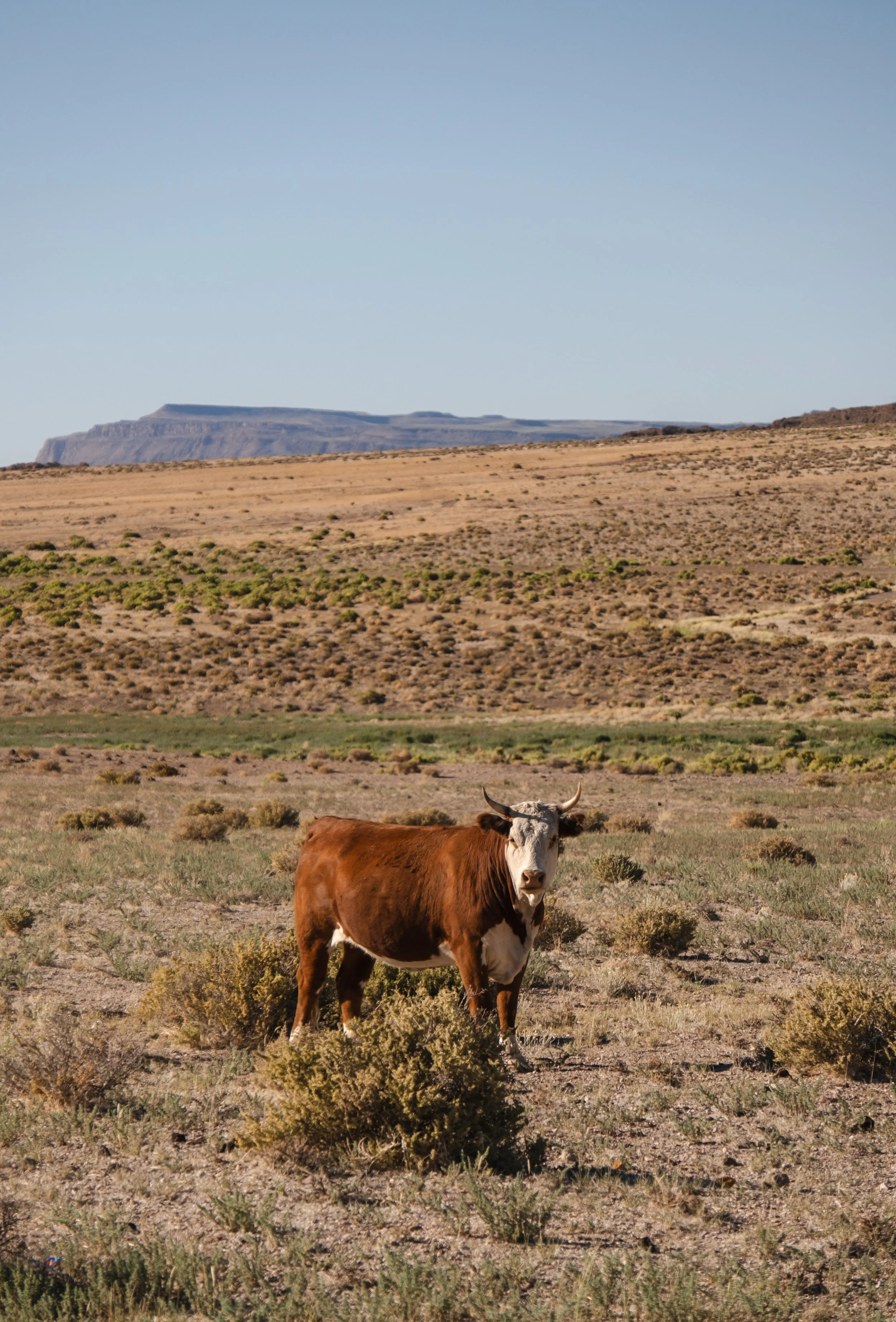 Cline Family Hotel (Logo Design)