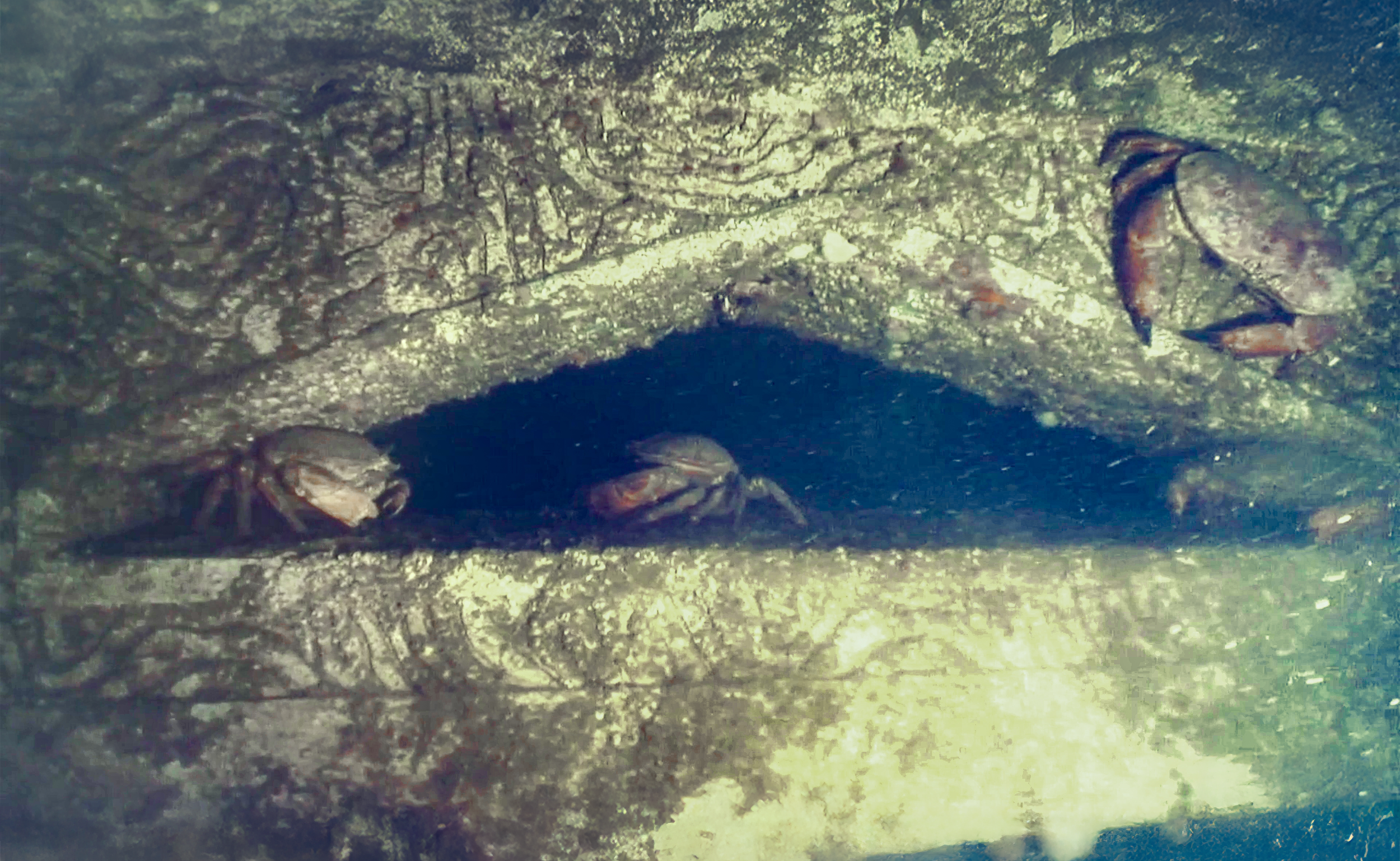 Bespoke Artificial Reef Surveys in the North Sea: one year on