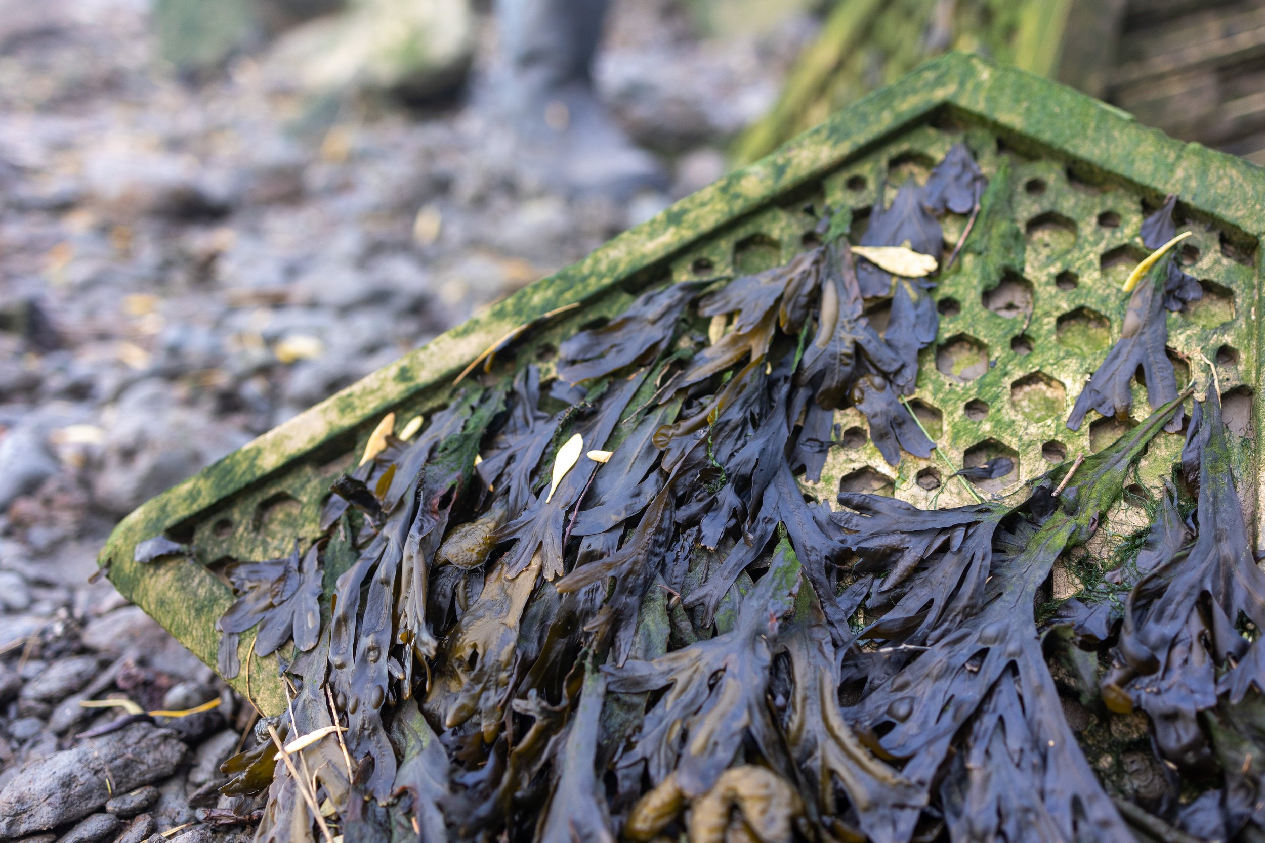 New Year, New Opportunities: Exploring Trends for 2025