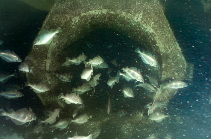 Case Study: Creating Nature-Inclusive Offshore Infrastructure in the North Sea