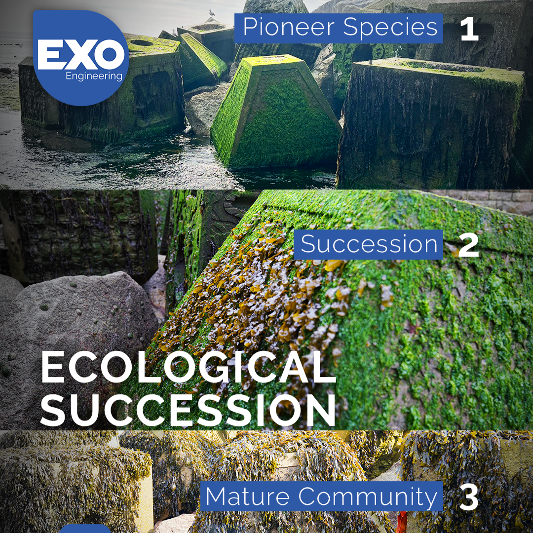 Ecological Succession on UK Rocky and Hard-Engineered Shores