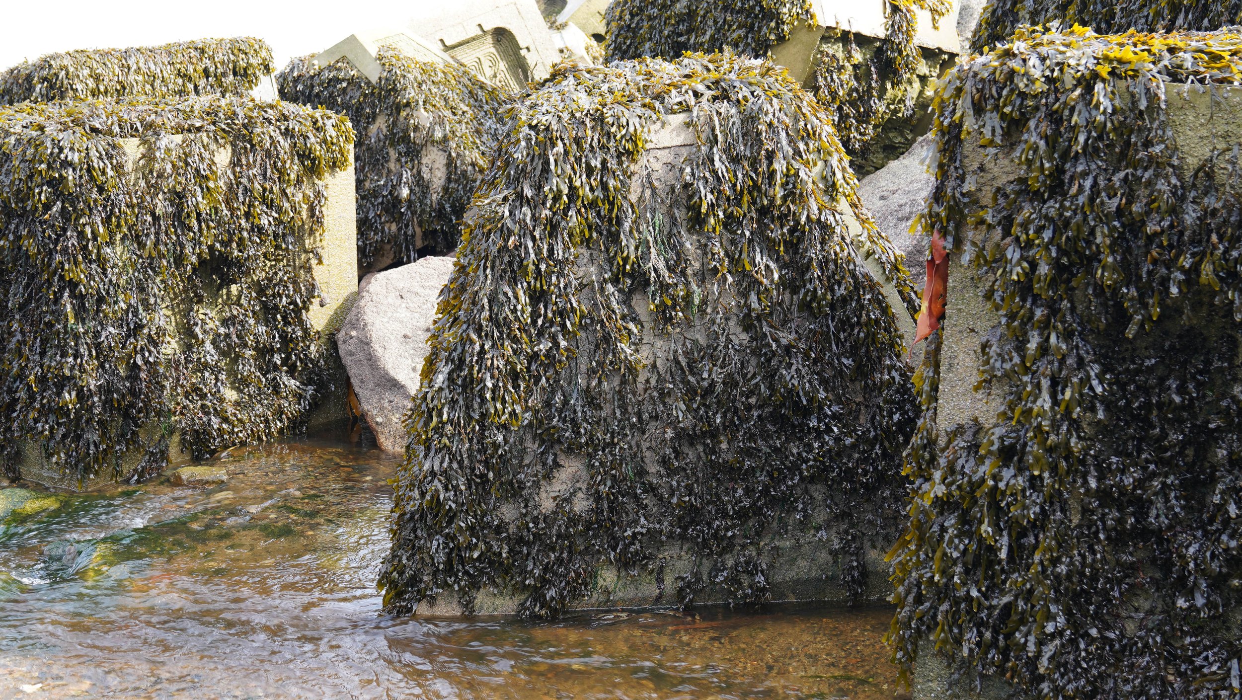 ExoRock Ecological Mature Community