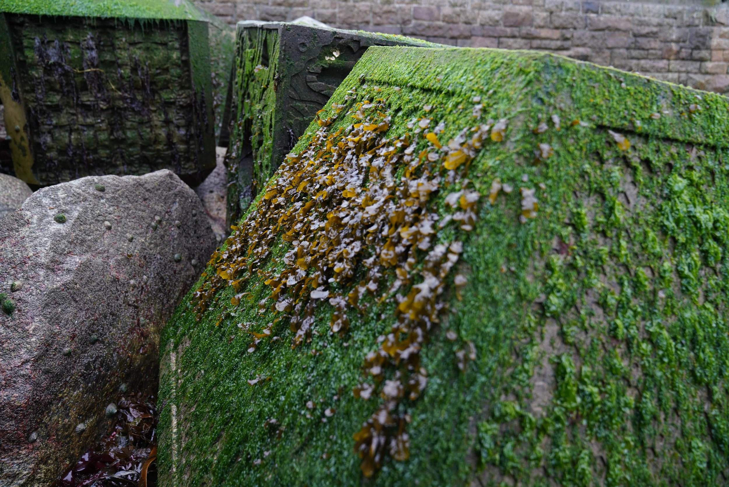 ExoRock Ecological Succession