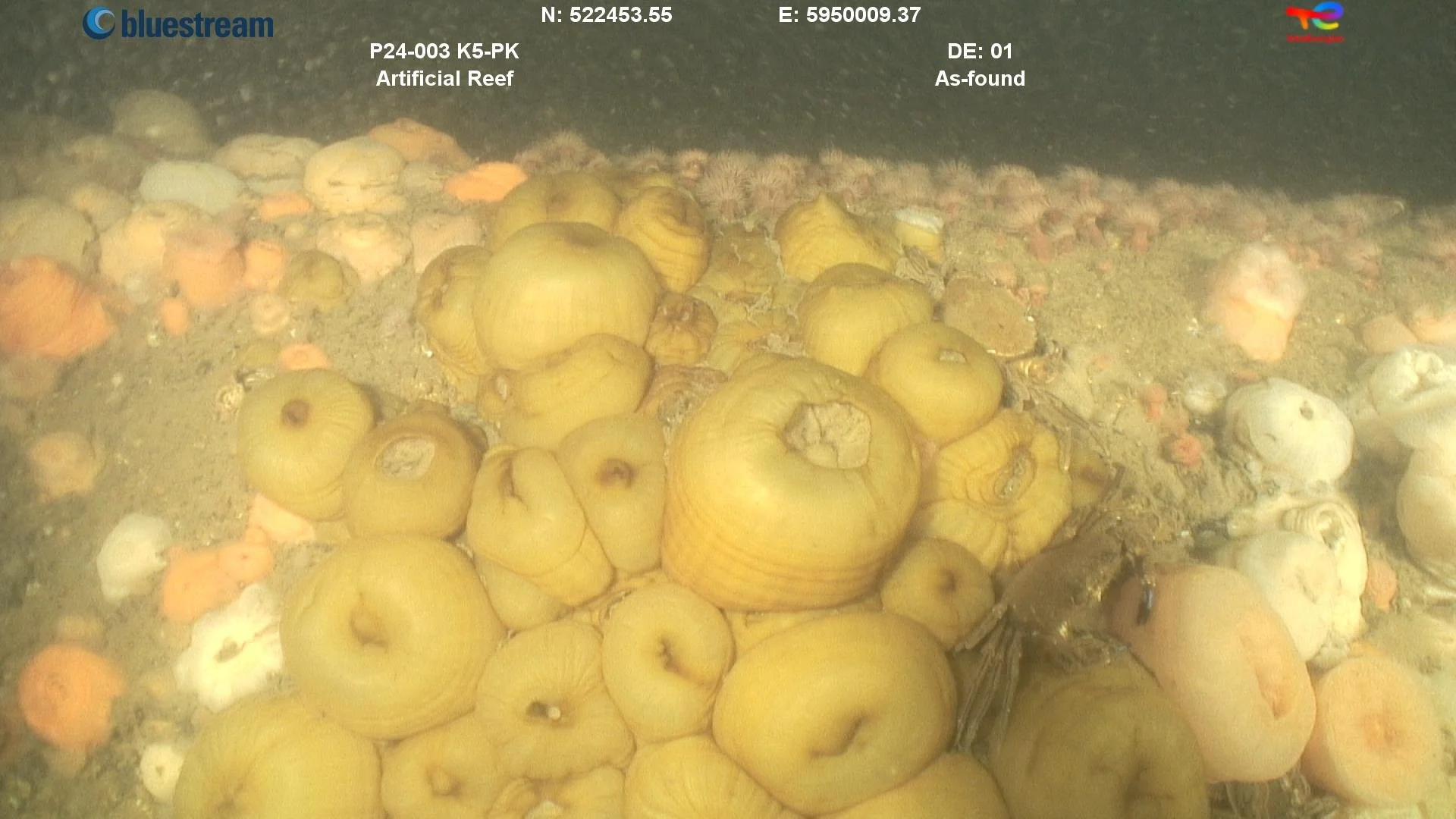 An underwater photograph of a group of sea squirts and an edible crab on the foundation of an offshore energy platform