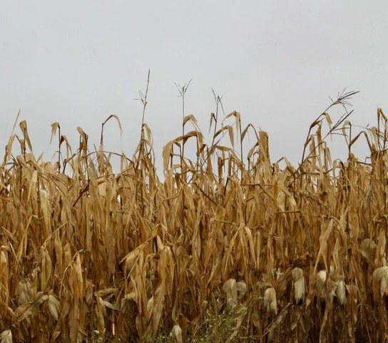 Two Roads Diverged…But I was in the Cornfield