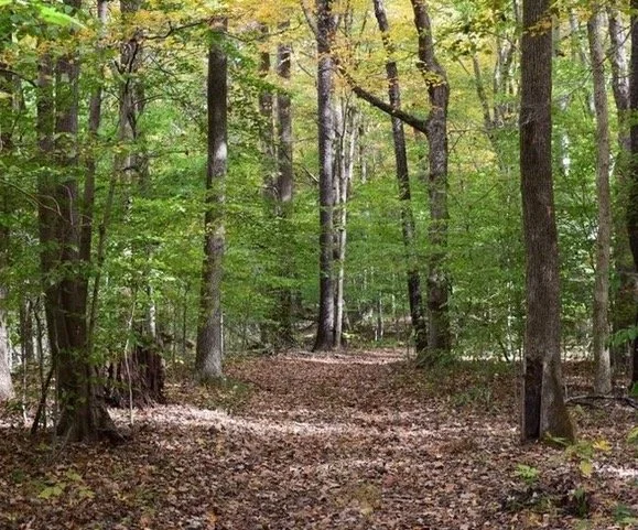      Monster Bream, Unskilled Fisherman and           Don’t Rock the Canoe