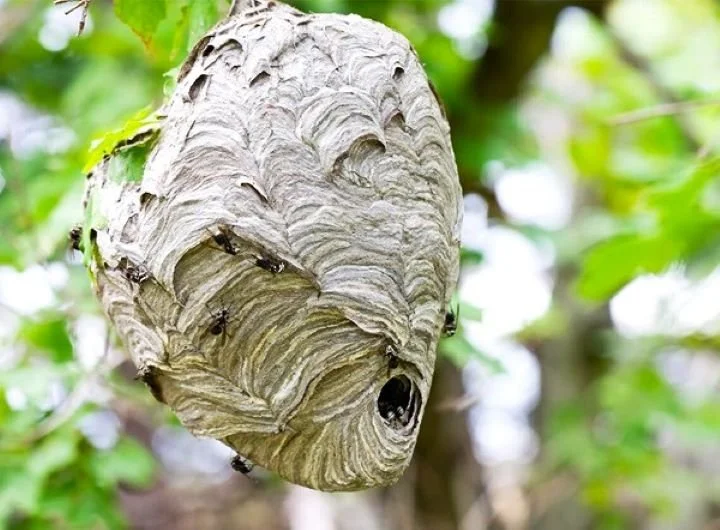 The Tank, The Buzz and Down from the Mountain&nbsp;