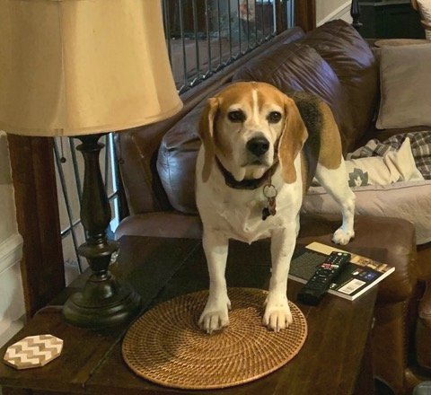 April Foolishness about Bailey the Beagle