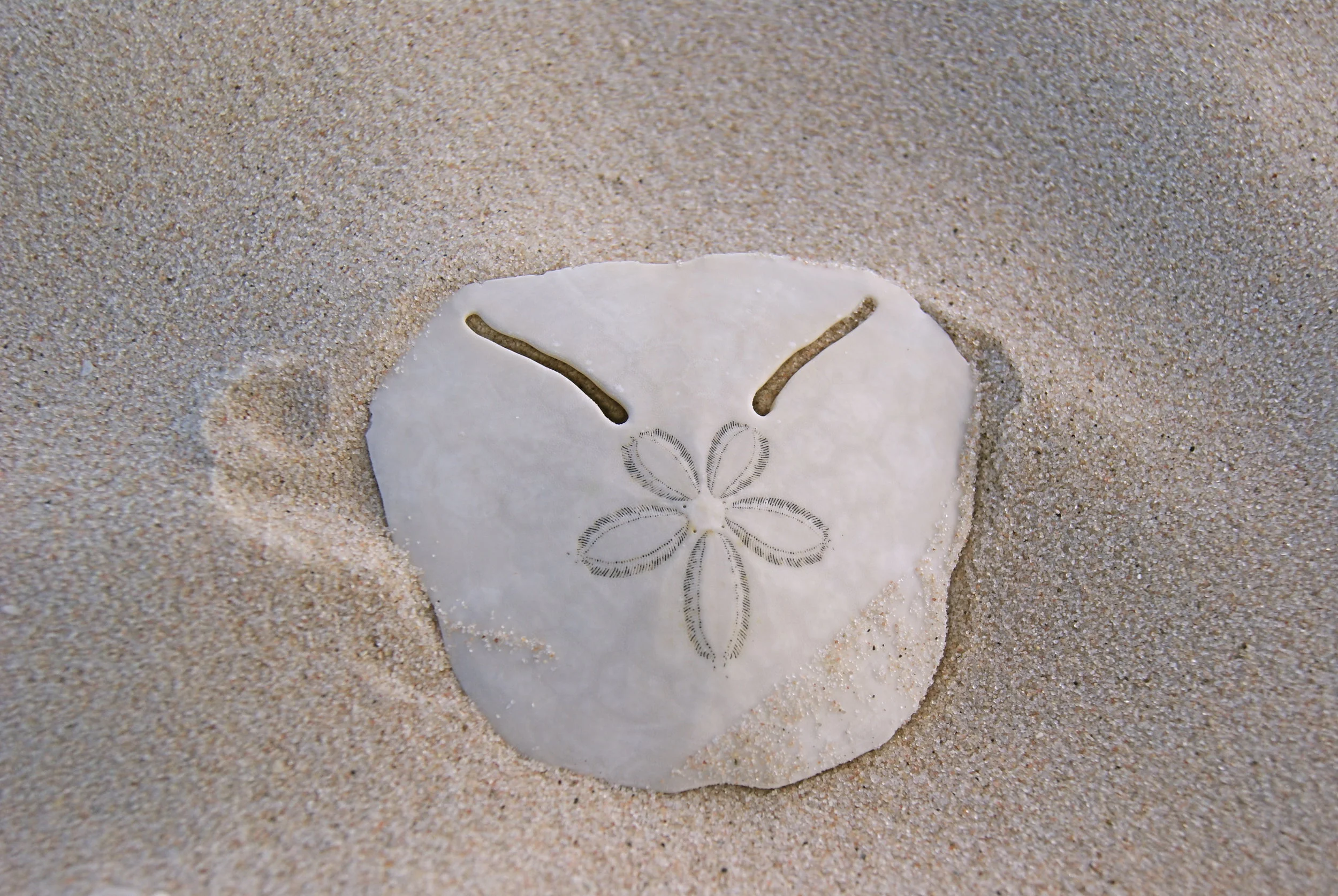Pansy Shell on Pansy Island.JPG