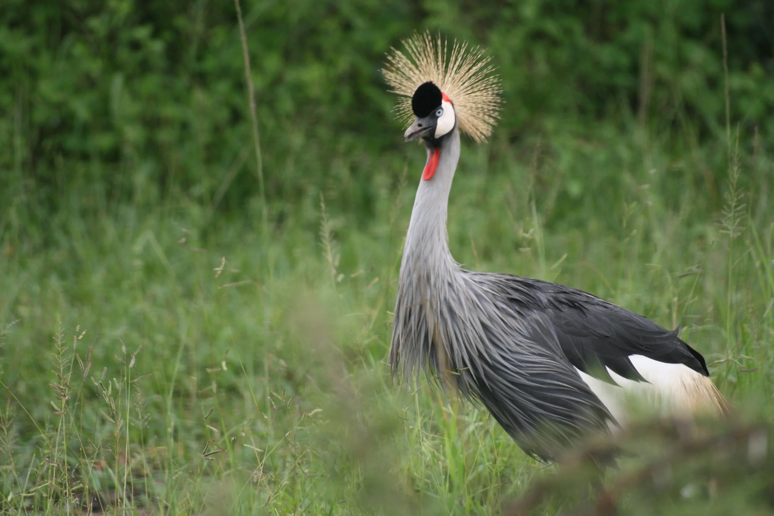 Crowned crane, Uganda.JPG