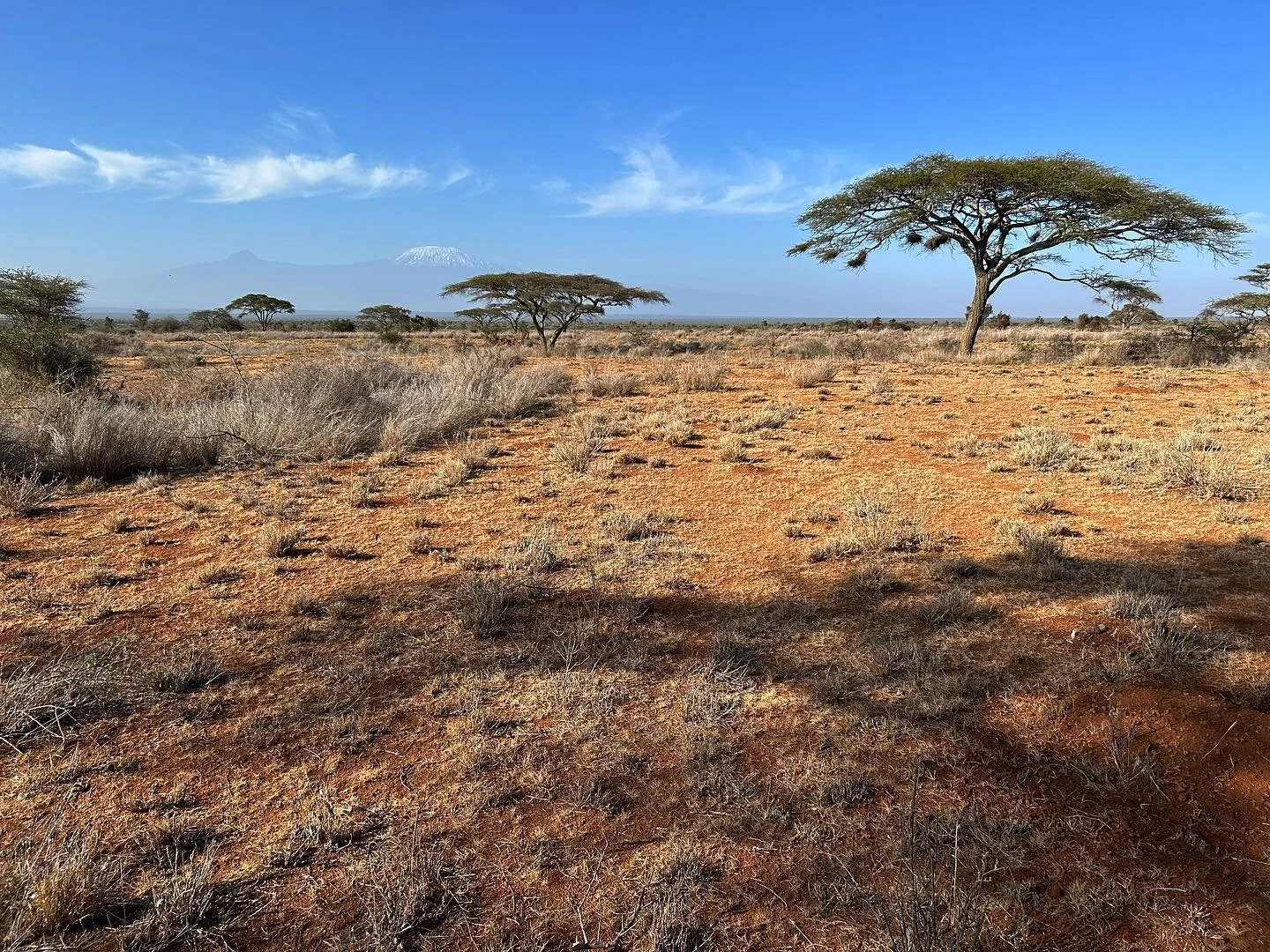 P o s t c a r d / from Kenya. Woke up to this beautiful photo from clients currently on safari at Ol Donyo @greatplainsconservation in Kenya (you can just make out a snow covered Mt Kilimanjaro in the background). Dreamy. I can almost smell that warm