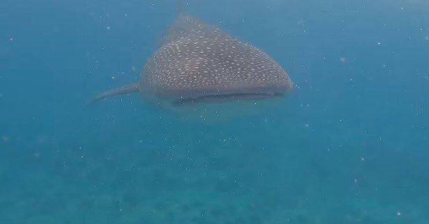 P o s t c a r d / from the Maldives, where our clients were lucky enough to have an up close encounter with a whale shark 🐋