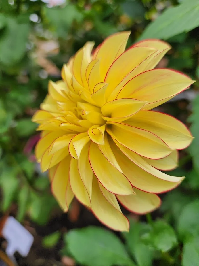 Lake Ontario Dahlia Tubers for sale — Fable Farm Dahlias