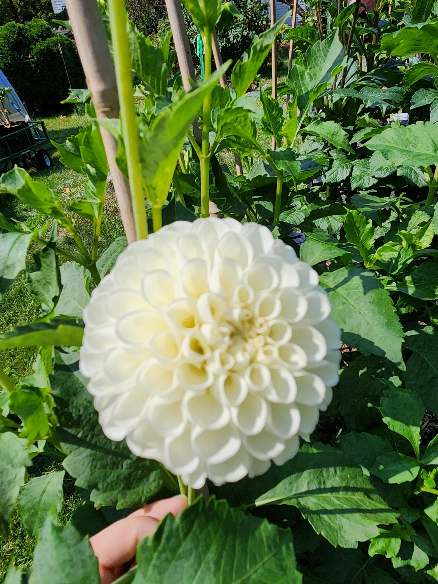 Dahlia Tubers for sale — Fable Farm Dahlias