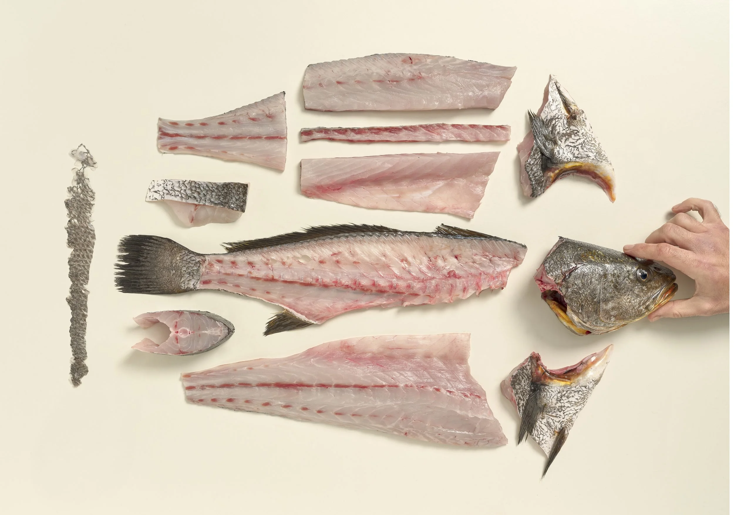 CORVINA REX _Repositioning a premium brand for top chefs