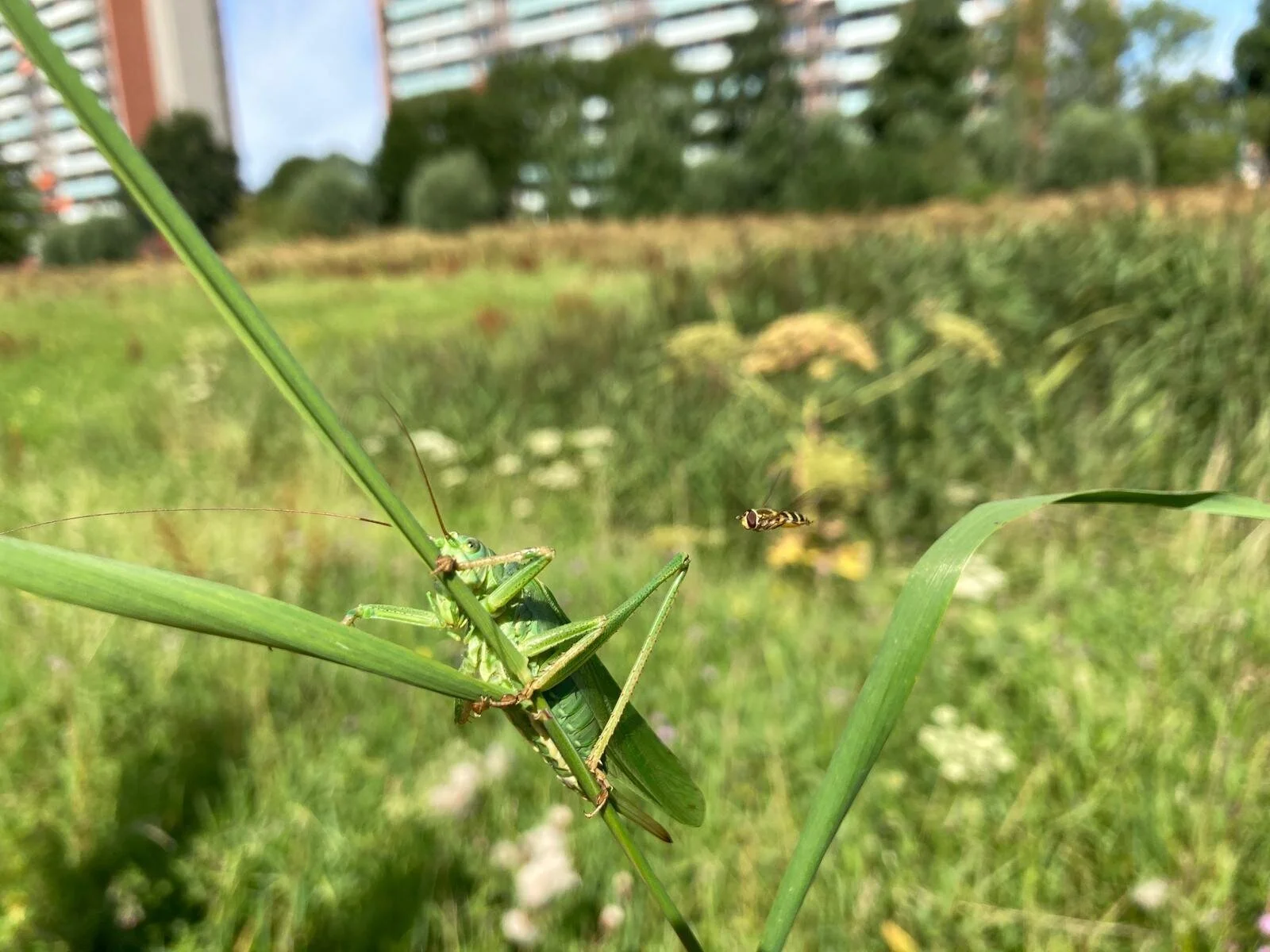 Versterken biodiversiteit op sportparken