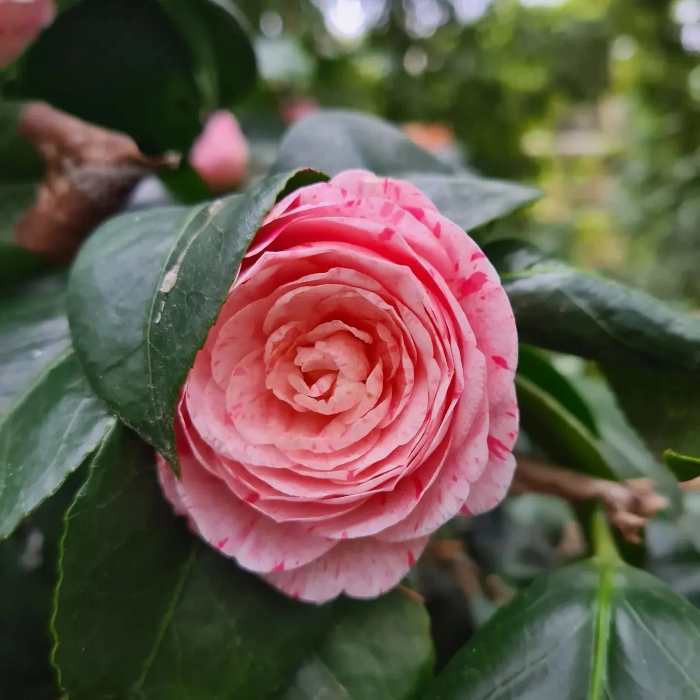 Passion 🌸 
Passion printemps
Passion nature