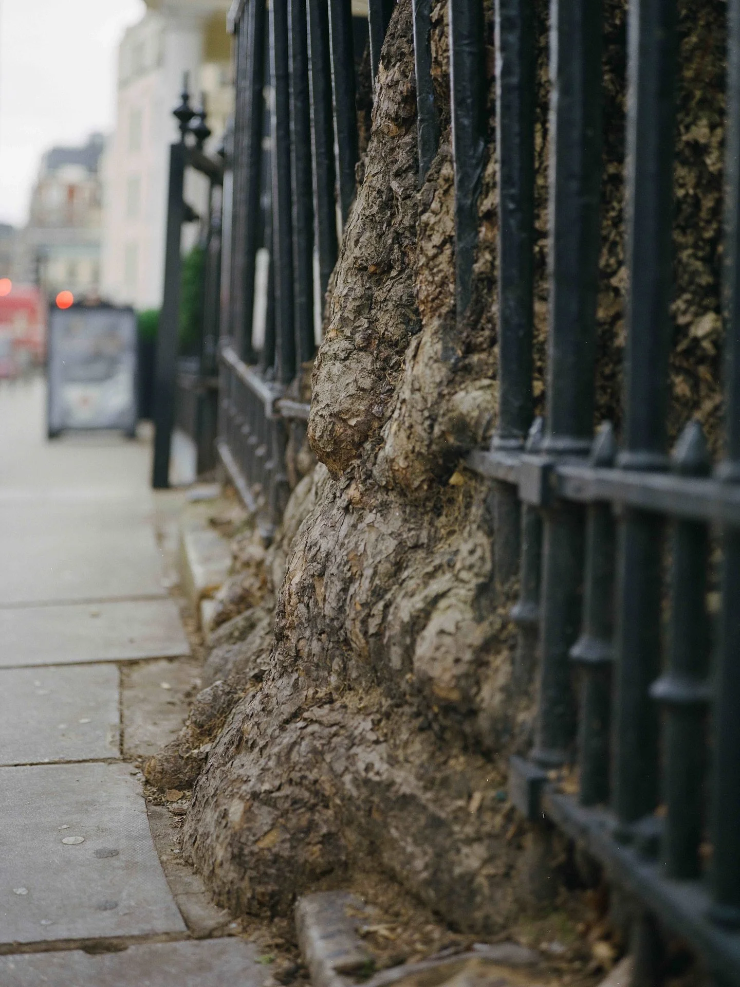 Hello this is Zillah Bowes, sharing images from my series The Unasking of Trees (2024).

This work asks us re-evaluate our relationship with trees in the context of the climate crisis and biodiversity loss. Trees negotiate the spaces they are allowed