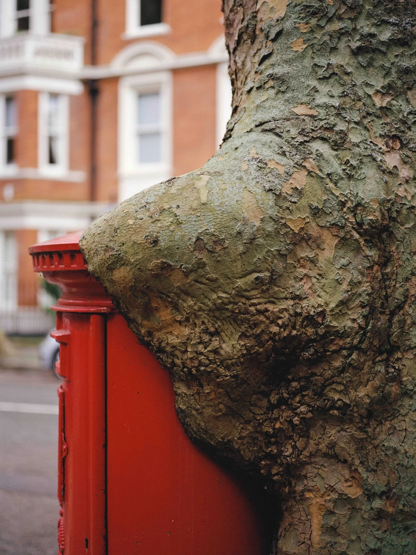 Hello this is Zillah Bowes, sharing images from my series The Unasking of Trees (2024).

This work asks us re-evaluate our relationship with trees in the context of the climate crisis and biodiversity loss. Trees negotiate the spaces they are allowed