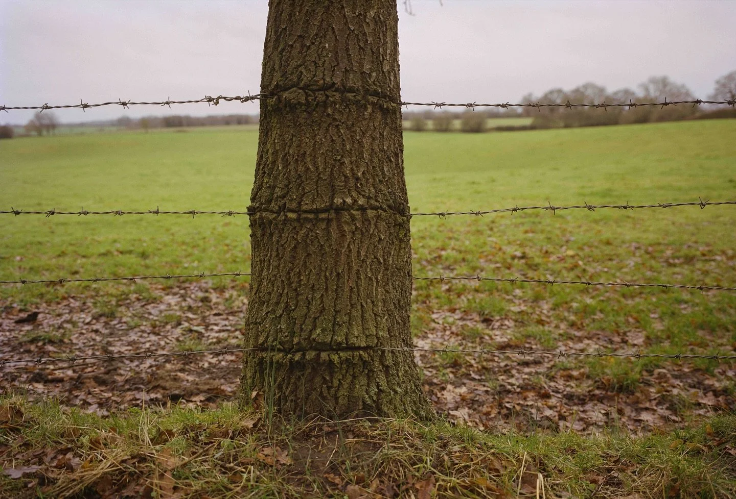 Hello this is Zillah Bowes, sharing images from my series The Unasking of Trees (2024).

This work asks us re-evaluate our relationship with trees in the context of the climate crisis and biodiversity loss. Trees negotiate the spaces they are allowed
