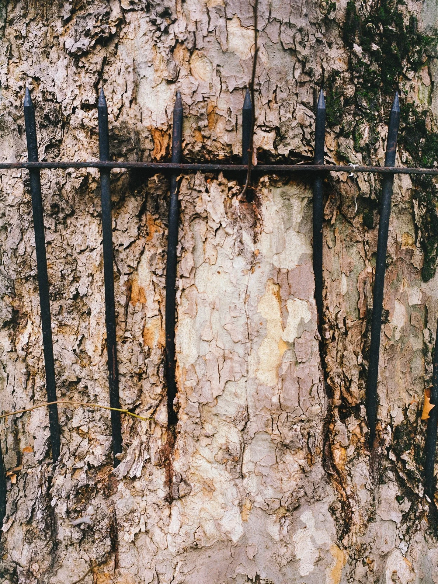 Hello this is Zillah Bowes, sharing images from my series The Unasking of Trees (2024).

This work asks us re-evaluate our relationship with trees in the context of the climate crisis and biodiversity loss. Trees negotiate the spaces they are allowed