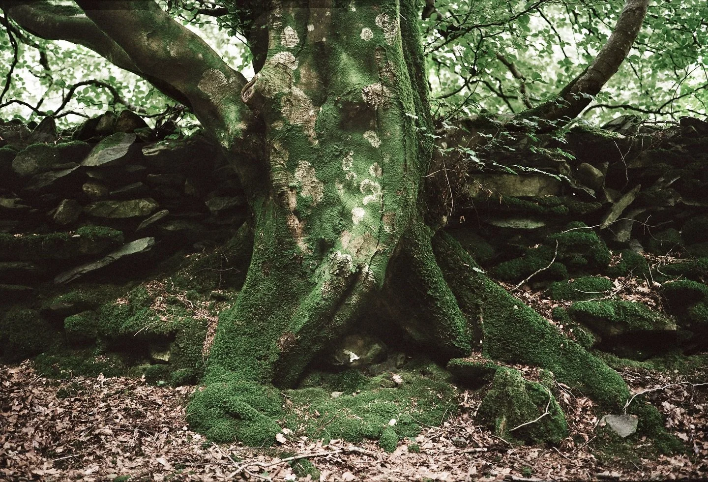 Hello this is Zillah Bowes, sharing images from my series The Unasking of Trees (2024).

This work asks us re-evaluate our relationship with trees in the context of the climate crisis and biodiversity loss. Trees negotiate the spaces they are allowed